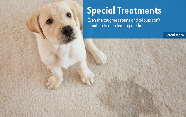 Pet Odor Special Treatments Rug & Carpet Cleaning Niagara